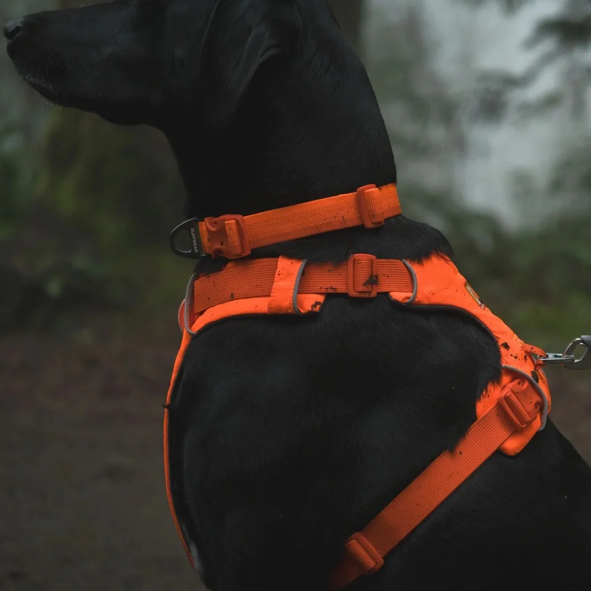 Front Range Dog Collar - Image 3