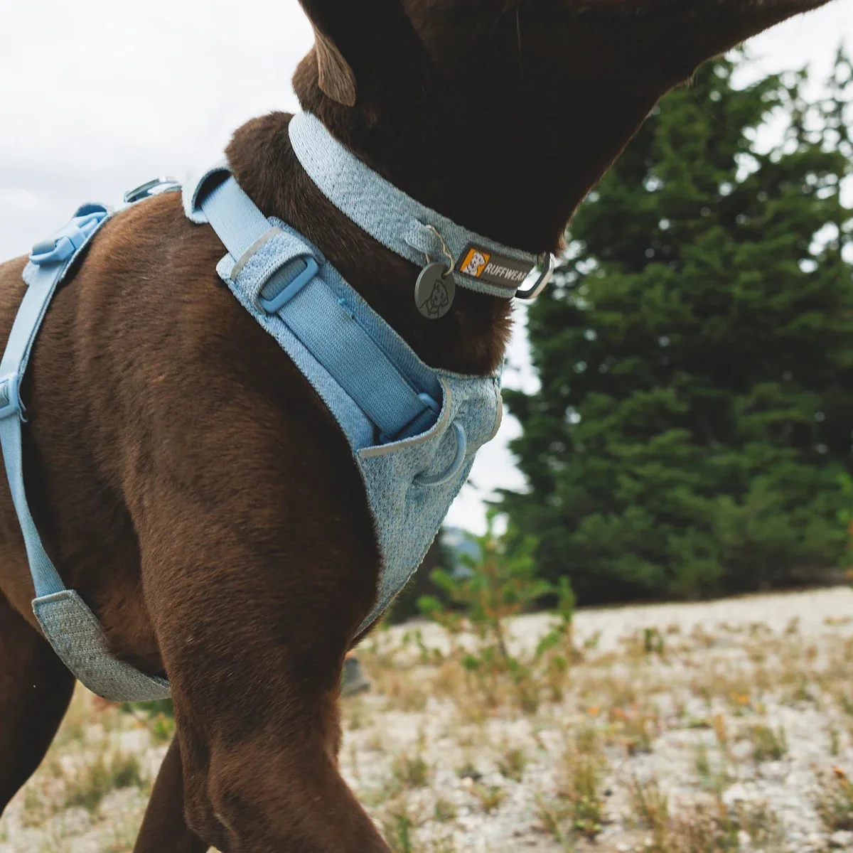 Front Range Flex Dog Collar - Image 3