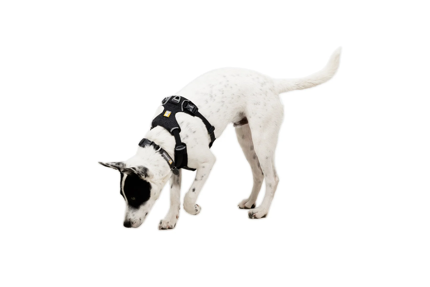 Front Range Flex Dog Harness - Image 6