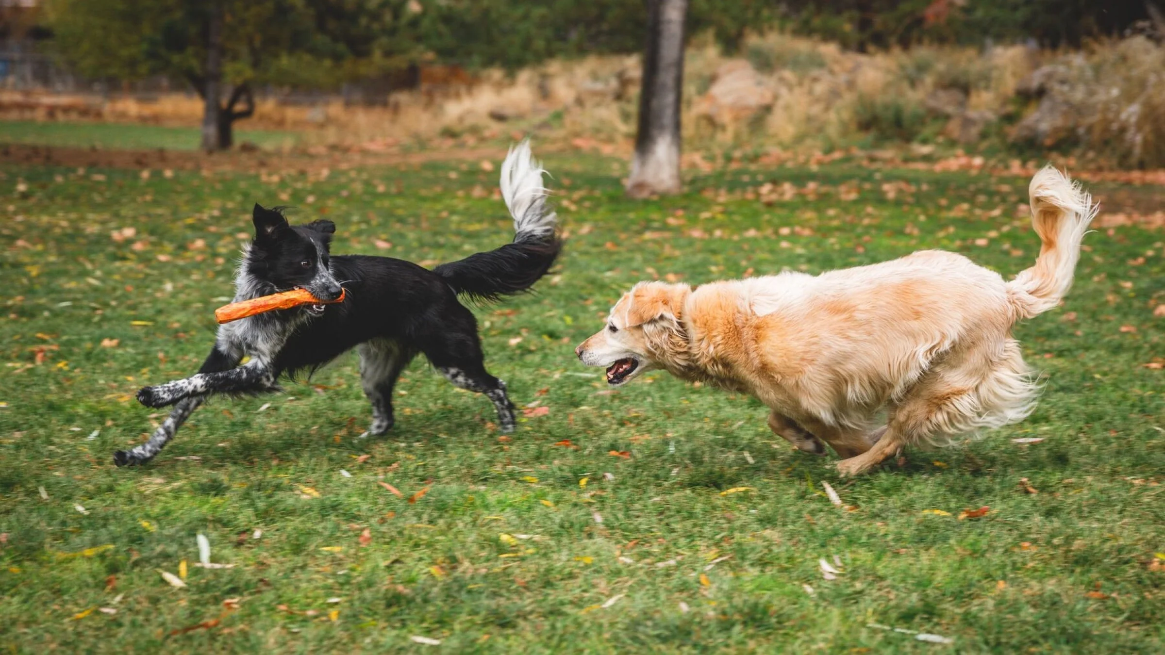 Gnawt-a-Stick - Image 3