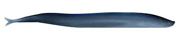 Gulp! Sand Eel - (5 inch)