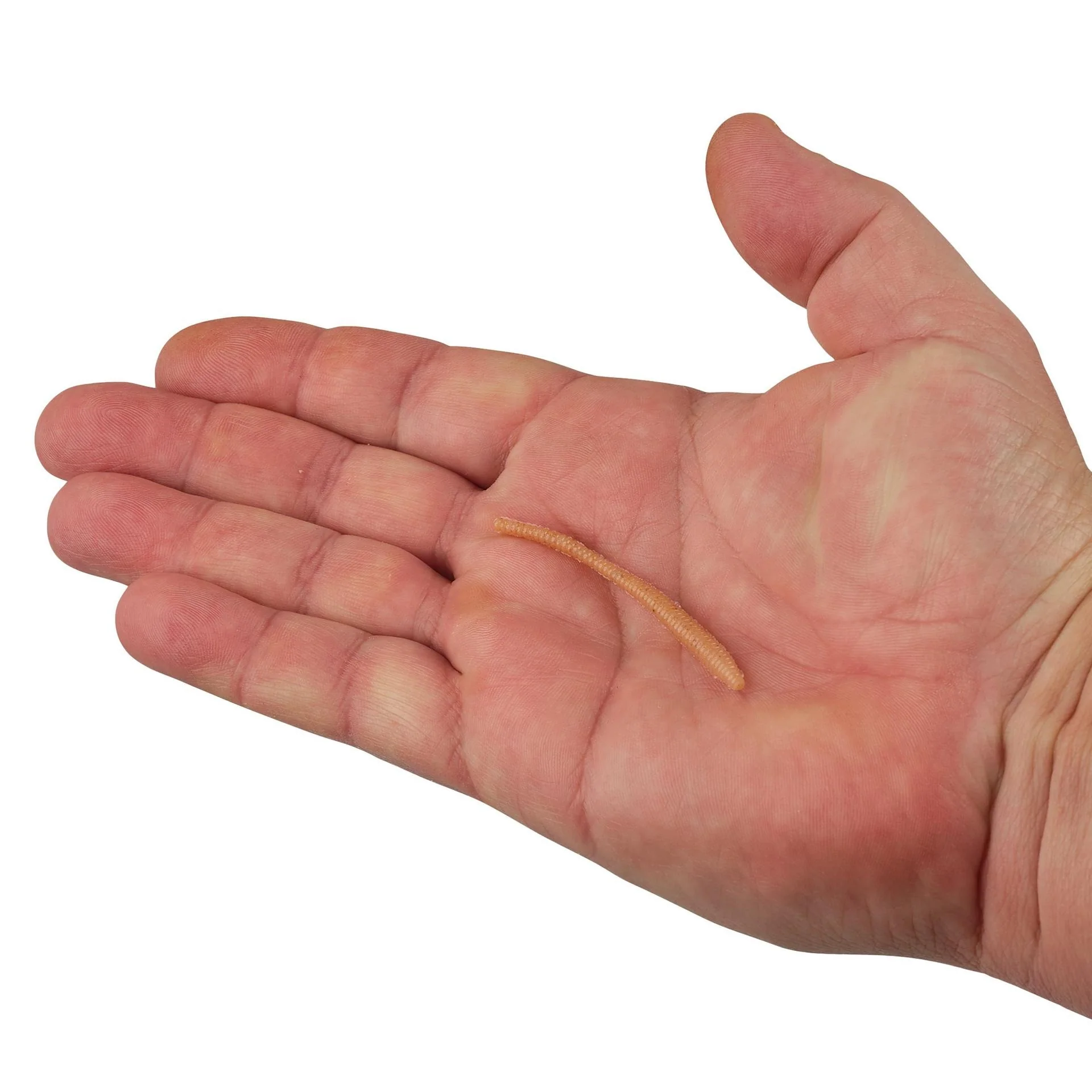 PowerBait Power Floating Trout Worm with Garlic - 3" (15 Pack) - Image 3