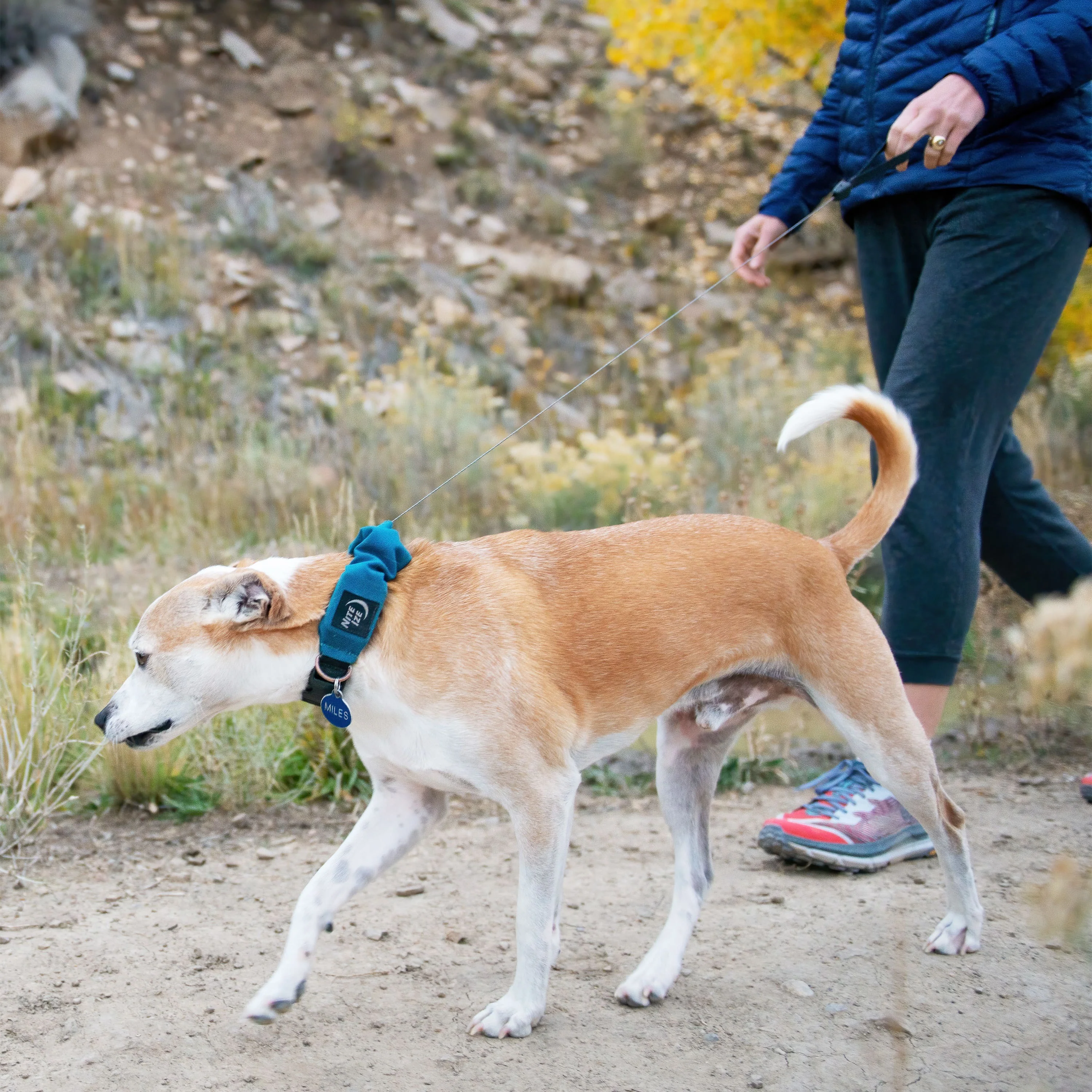 RadDog All-In-One Collar & Leash - Medium - Image 3