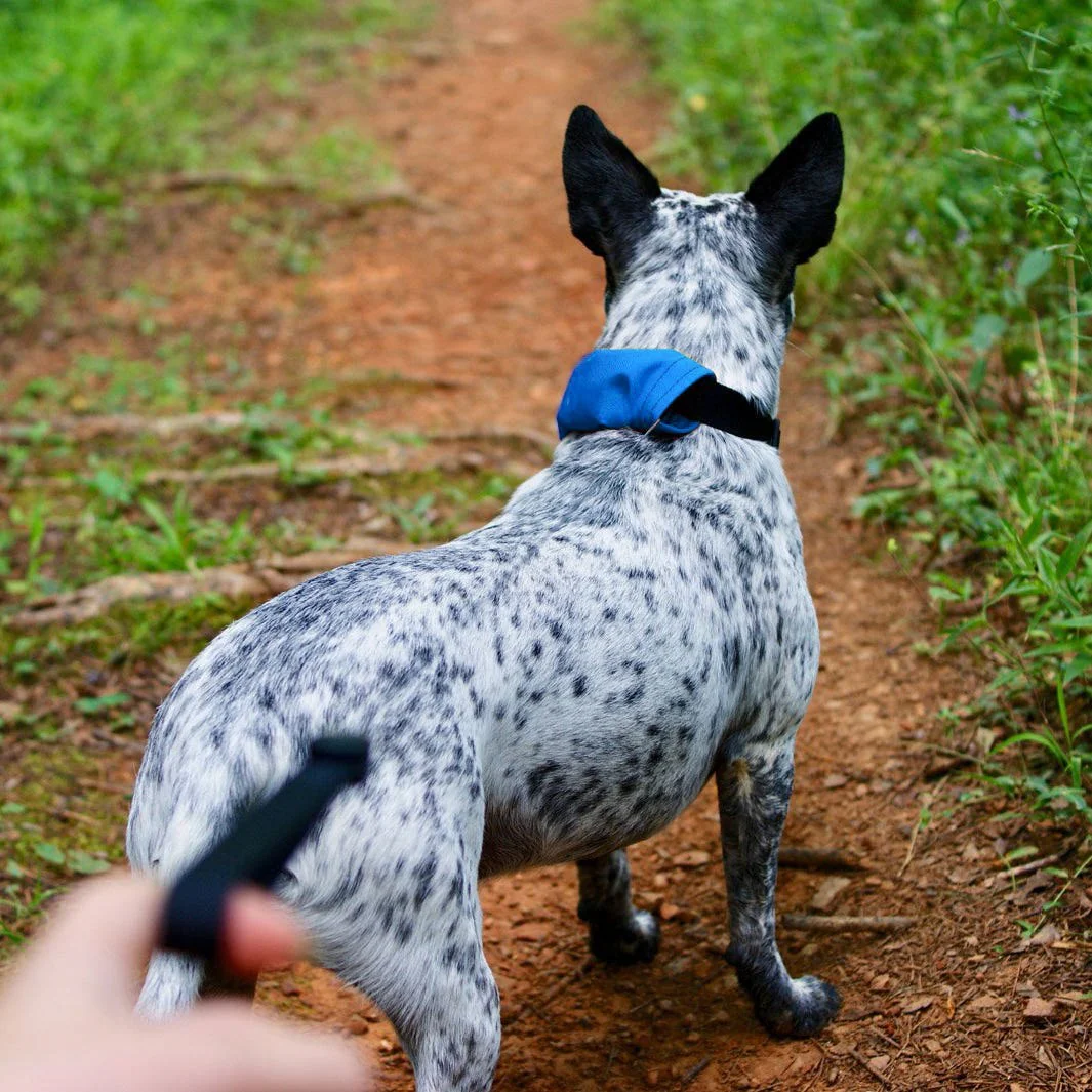 RadDog All-In-One Collar & Leash - Medium - Image 4